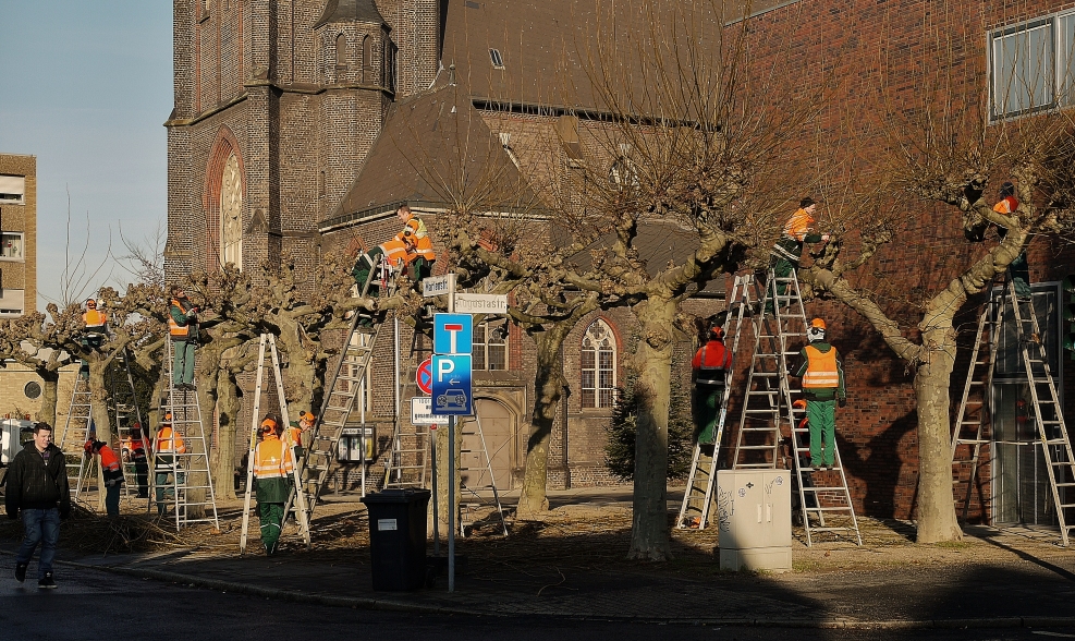 ... dreizehn fleißige Baum-Chirugen !