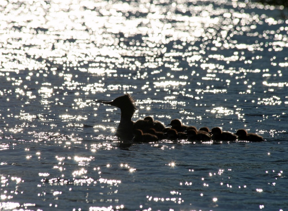 Dreizehn kleine Gänsesäger