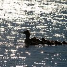 Dreizehn kleine Gänsesäger