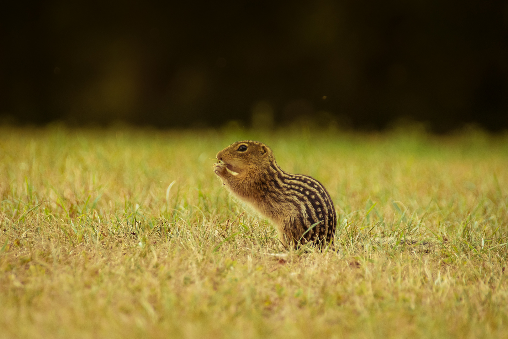 Dreizehnstreifen-Hörnchen