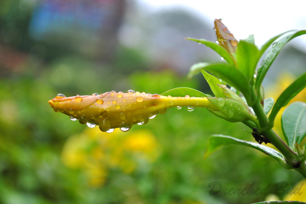 Drenched Bud!!!!!!