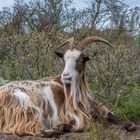  Drentse-Heideschap in den Dünen rund um Den Haag