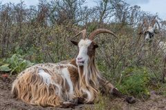  Drentse-Heideschap in den Dünen rund um Den Haag