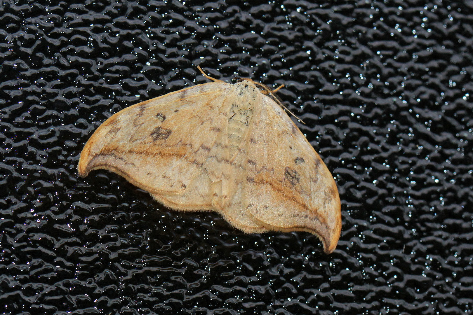 Drepana falcataria