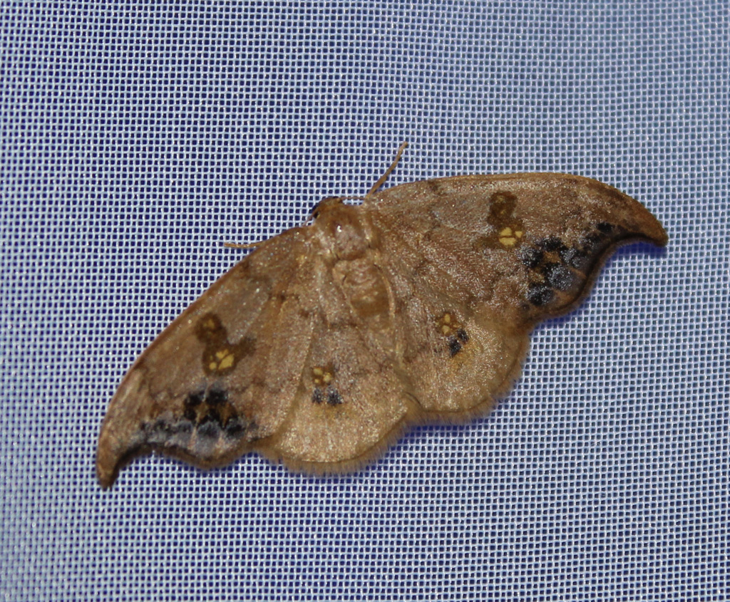  Drepana harpagula 