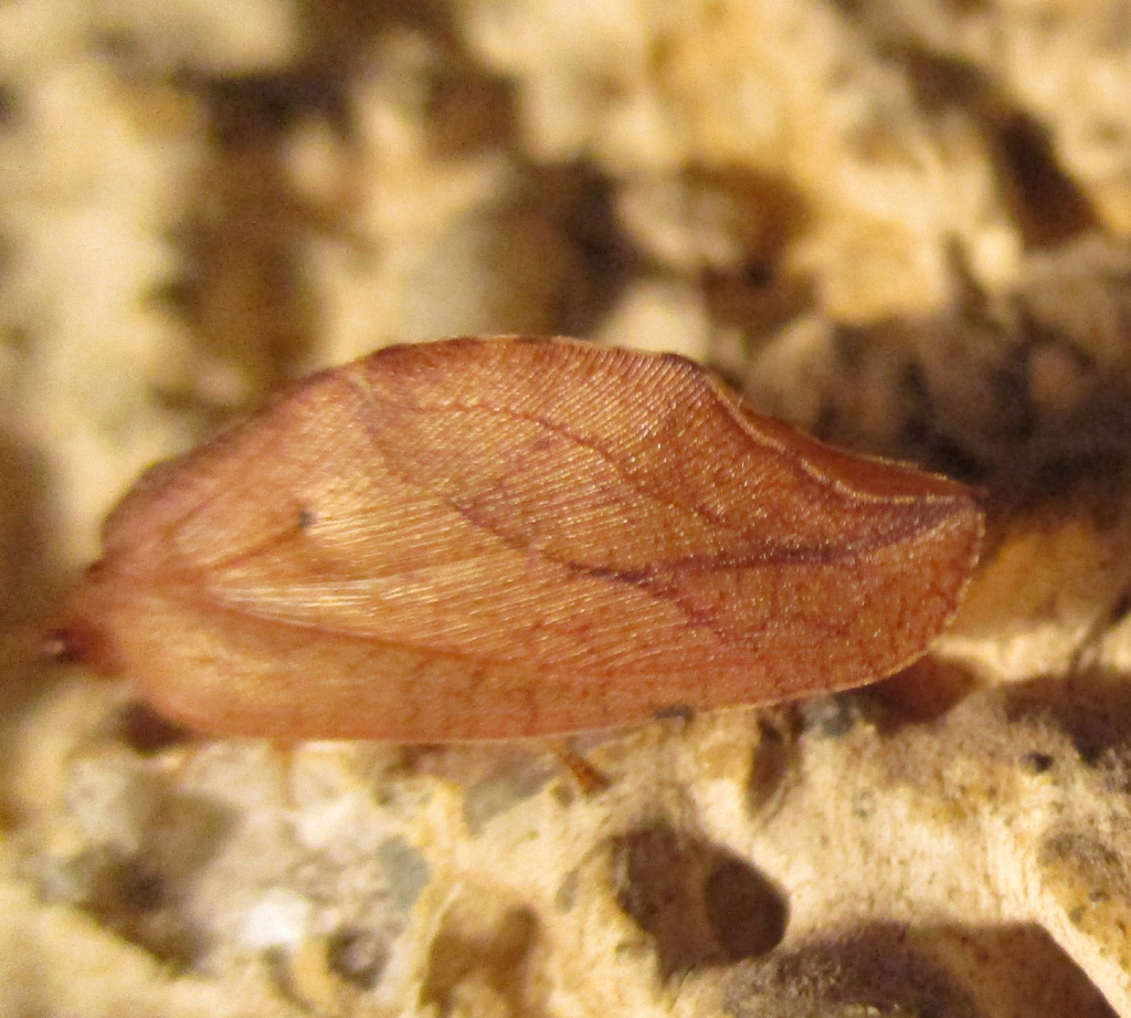 Drepanepteryx phalaenoides totes Blatt Foto & Bild insekten, natur