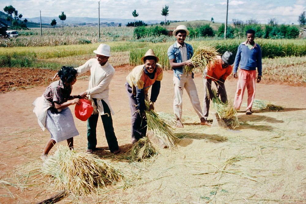 Dreschen in Madagaskar