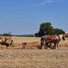 Dreschen wie früher 