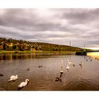 Dresden an der Elbe