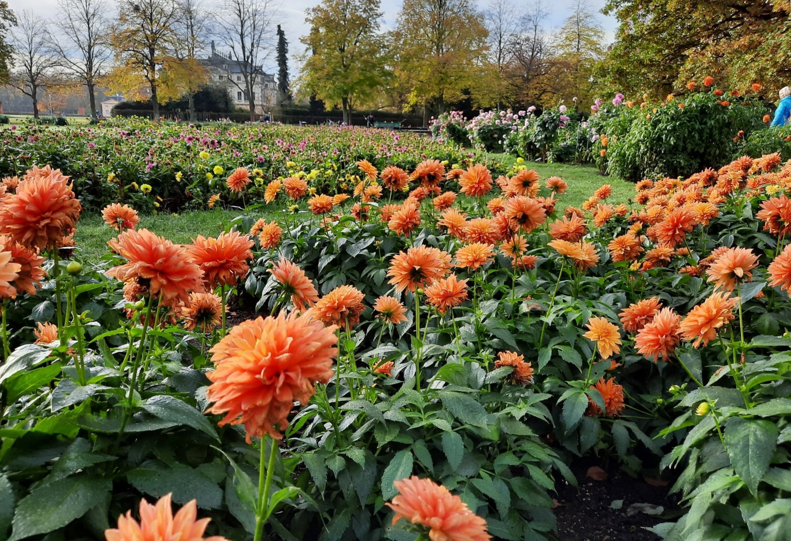 Dresden blüht im November Foto & Bild bäume, natur, herbst Bilder auf