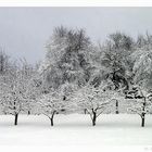 Dresden - der erste Schnee