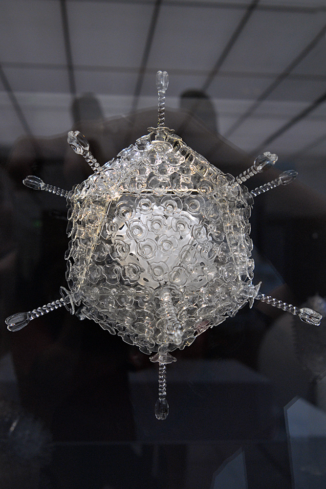 Dresden: Deutsches Hygienemuseum – Adenovirus