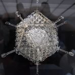 Dresden: Deutsches Hygienemuseum – Adenovirus