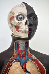 Dresden: Deutsches Hygienemuseum – Einblick in einen Afrikaner