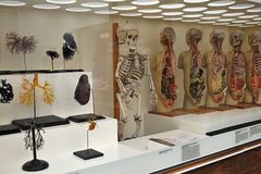 Dresden: Deutsches Hygienemuseum – Menschen- und Gefäßeinblicke