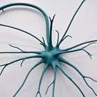 Dresden: Deutsches Hygienemuseum – Neuron (Nervenzelle)