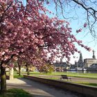 Dresden Frühling neben Canaletto Blick, Elbe