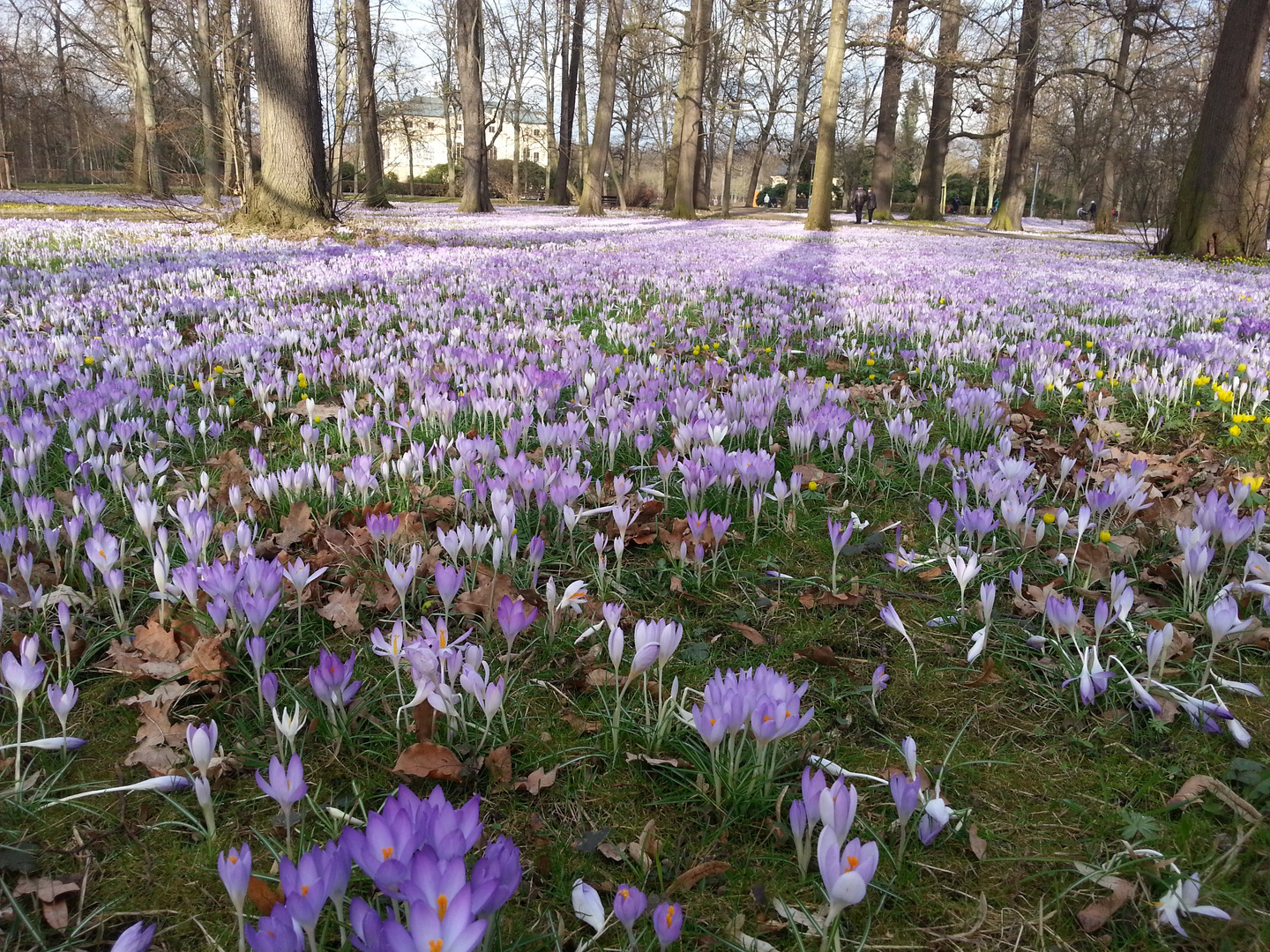 Dresden Große Garten , Frühling 2017