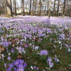 Dresden Große Garten , Frühling 2017