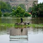 Dresden Hochwasser_01