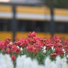 Dresden mal anders