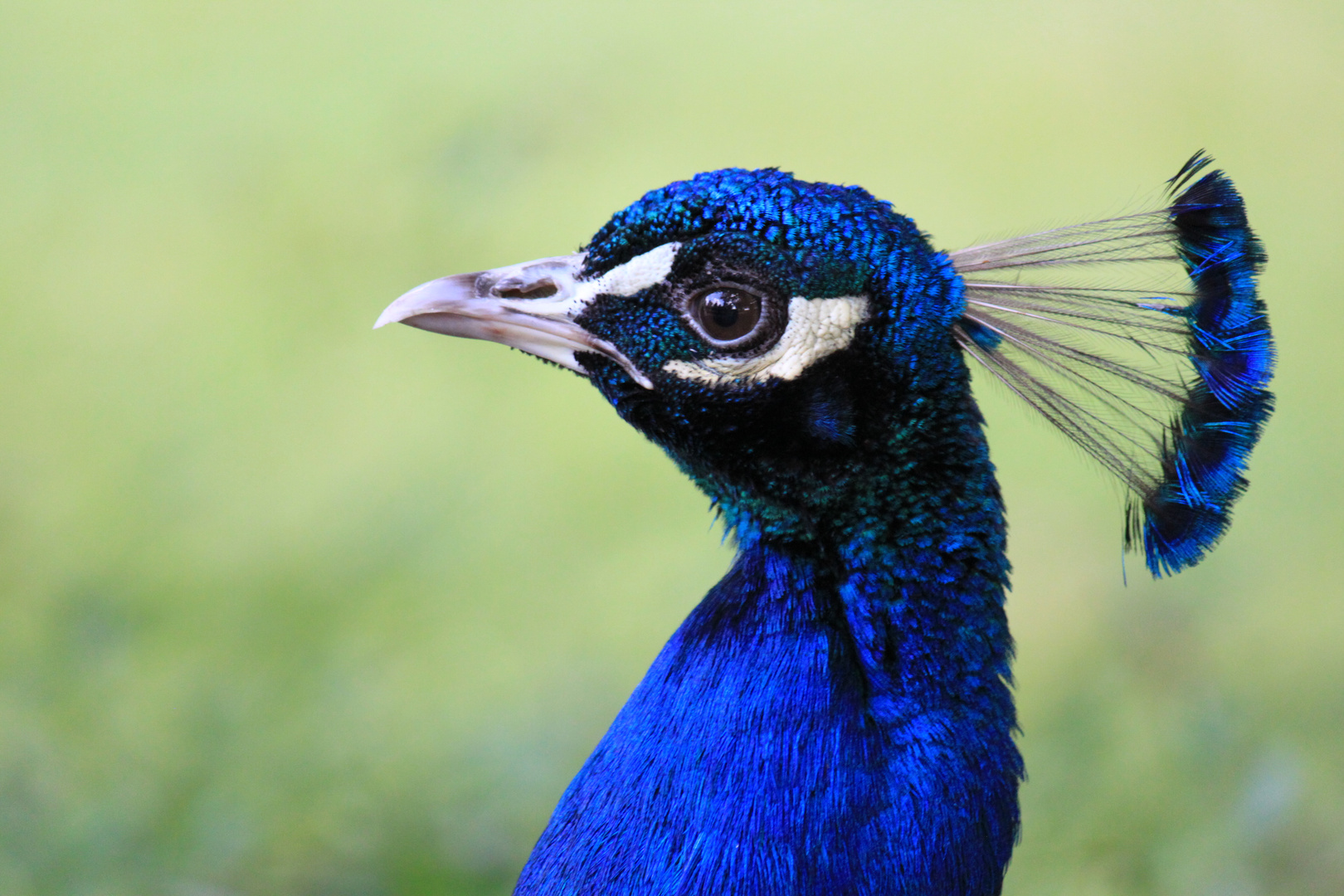 Dresdener Pfau