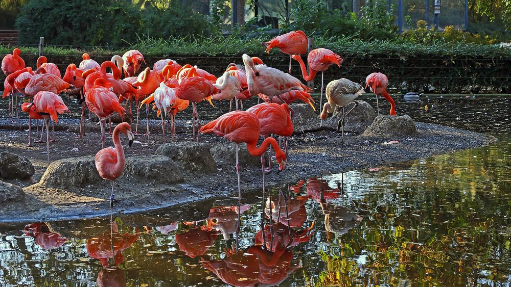 Dresdner Flamingos in einem Ausschnitt größer gezeigt...