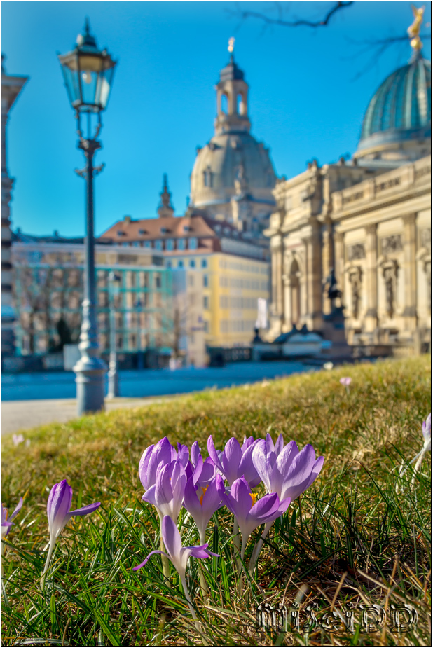 Dresdner Frühling!