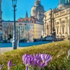 Dresdner Frühling!