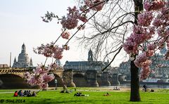 Dresdner Frühling