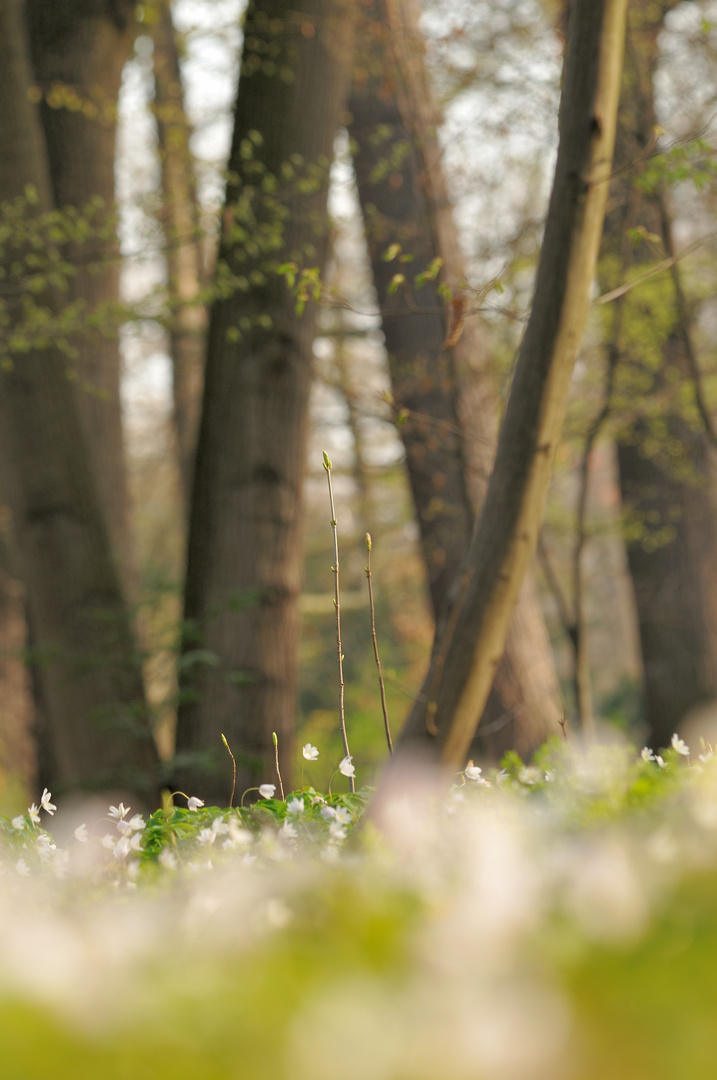 Dresdner "Frühling"