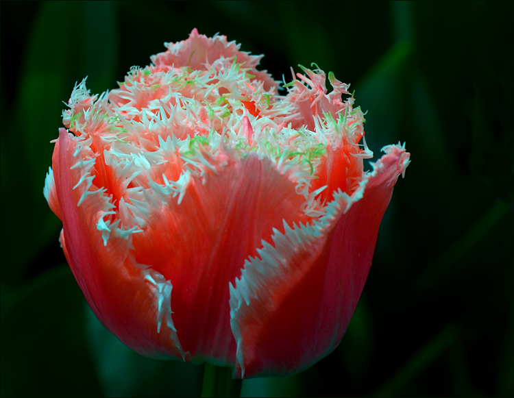 Dresdner Frühling im Palais ...,