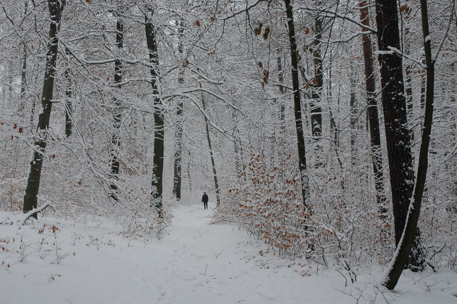 Dresdner Heide frisch verschneit