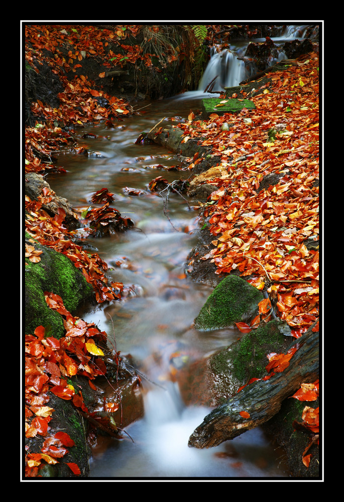 Dresdner Heidelandschaft im Herbst