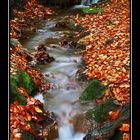 Dresdner Heidelandschaft im Herbst