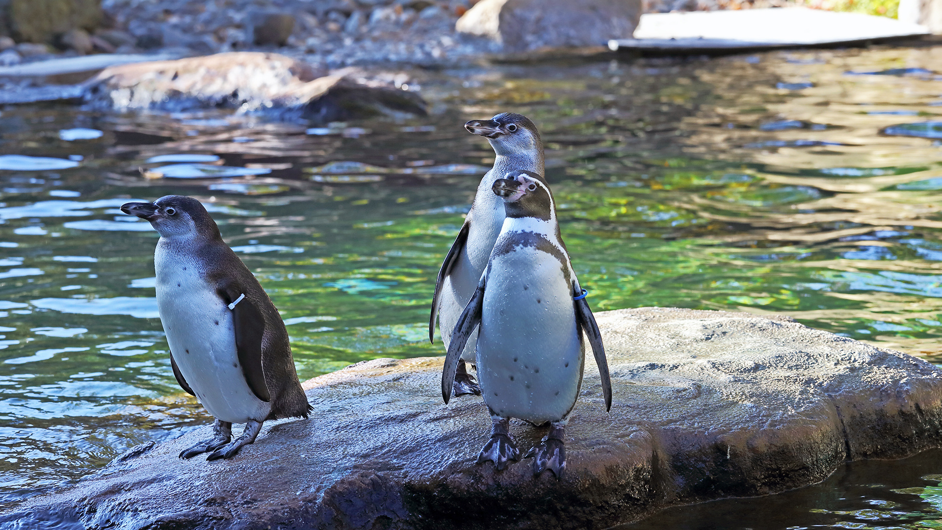 Dresdner Huboldtpinguine... Foto & Bild | zoologischer ...