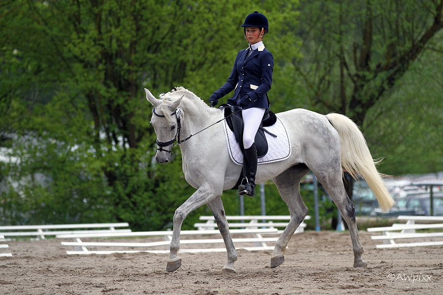 Dressage