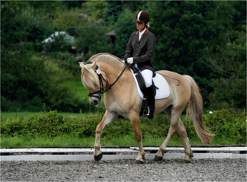 Dressage