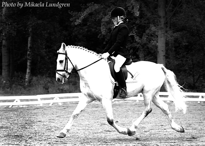 Dressage