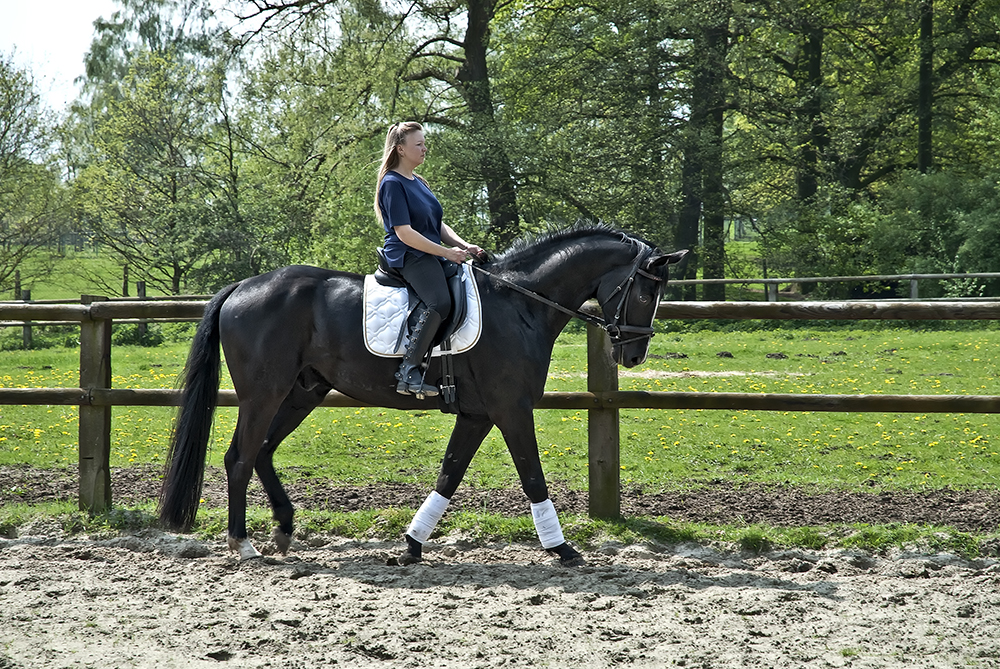 Dressage