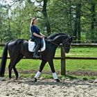 Dressage