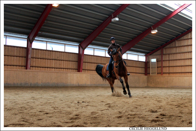 Dressage