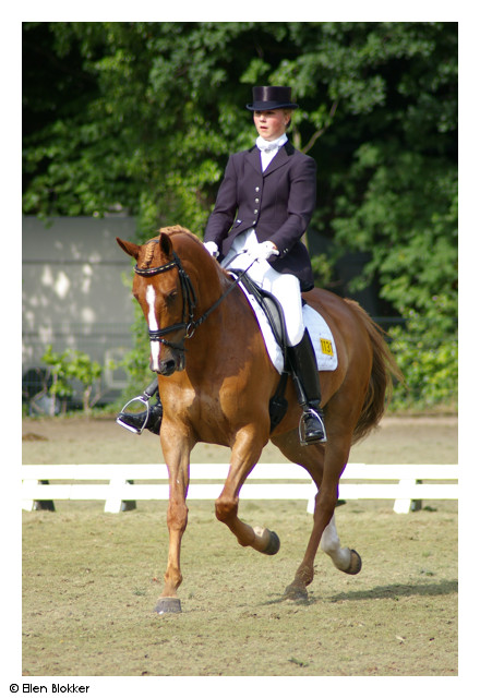 dressage