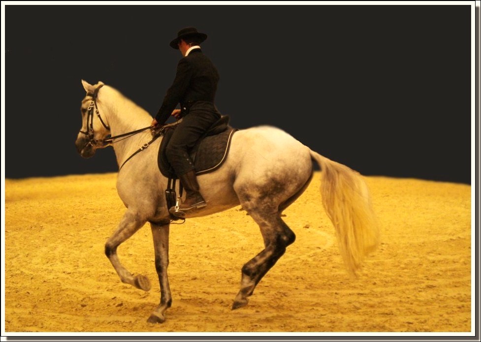 DRESSAGE