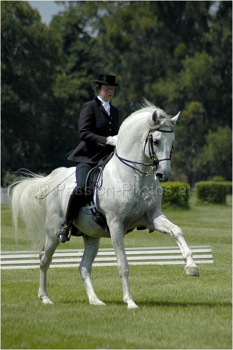 * Dressage *