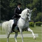 * Dressage *