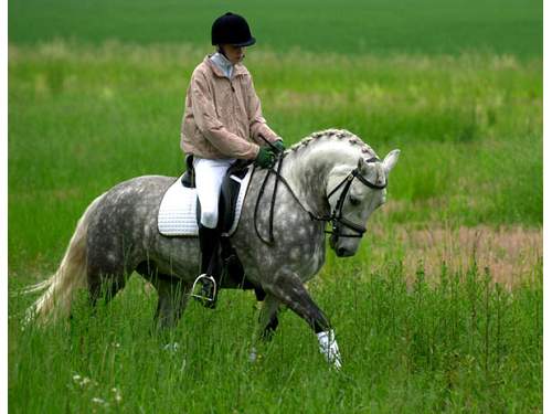 Dressage Horse