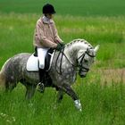 Dressage Horse