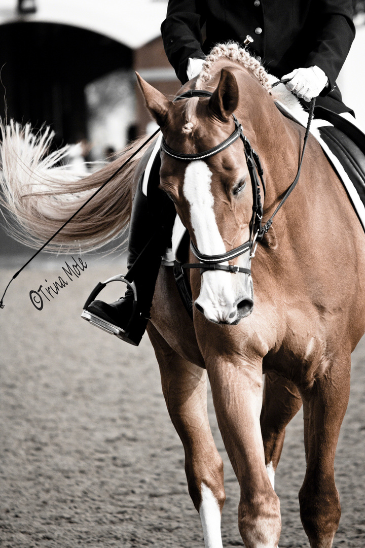 Dressage Horse in Dubai photo & image animals, pets & farm animals