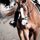 Dressage Horse in Dubai